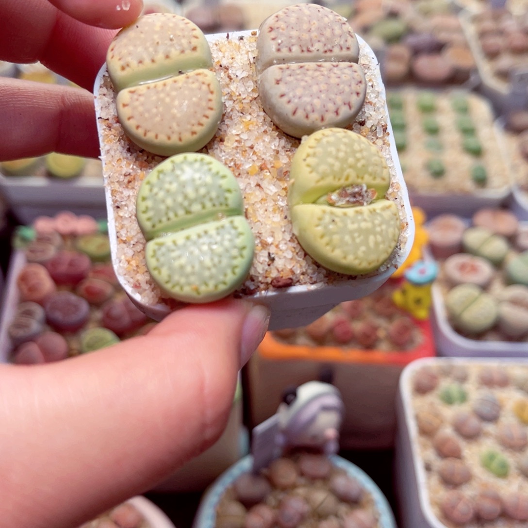 ****7649号带盆包邮发货