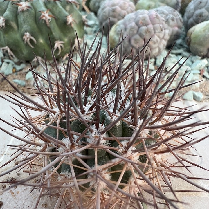 逆豹。一代侧。       