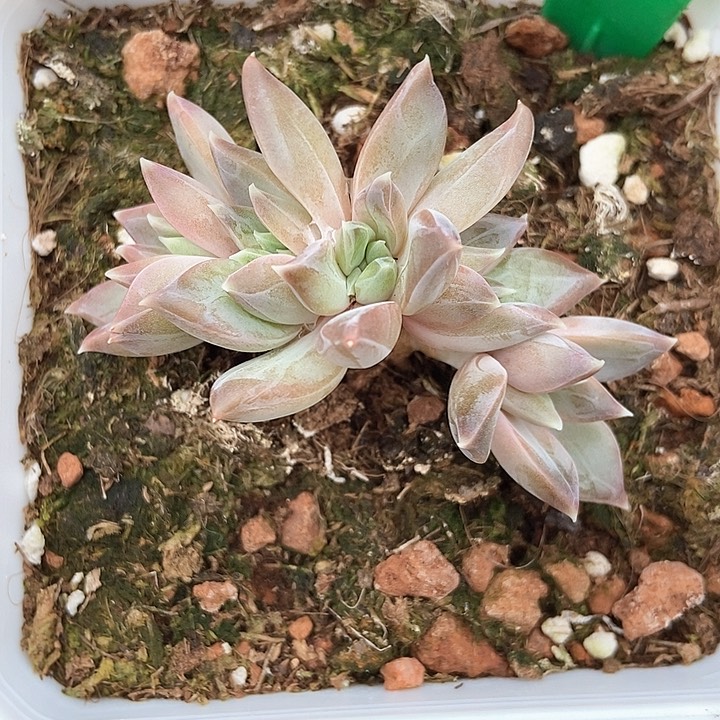 多肉植物慕斯986