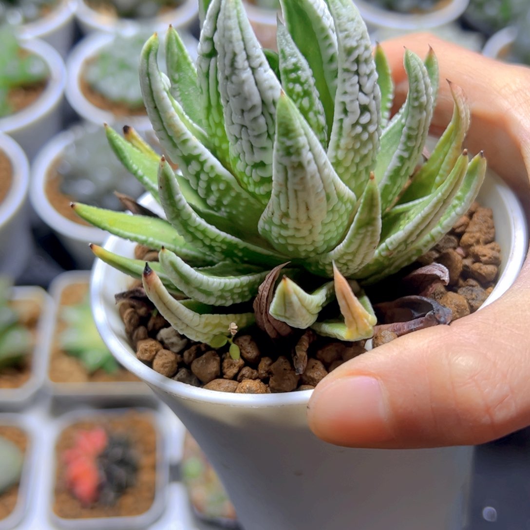 皇帝多肉多肉多肉多肉