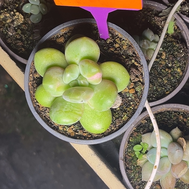 多肉植物刚果美人405