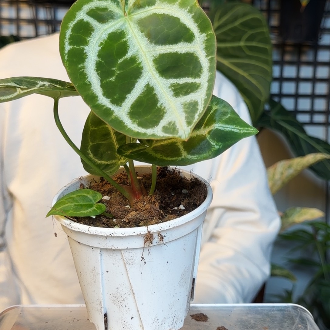 完全开放C98  SKG杂粗脉撕裂纹