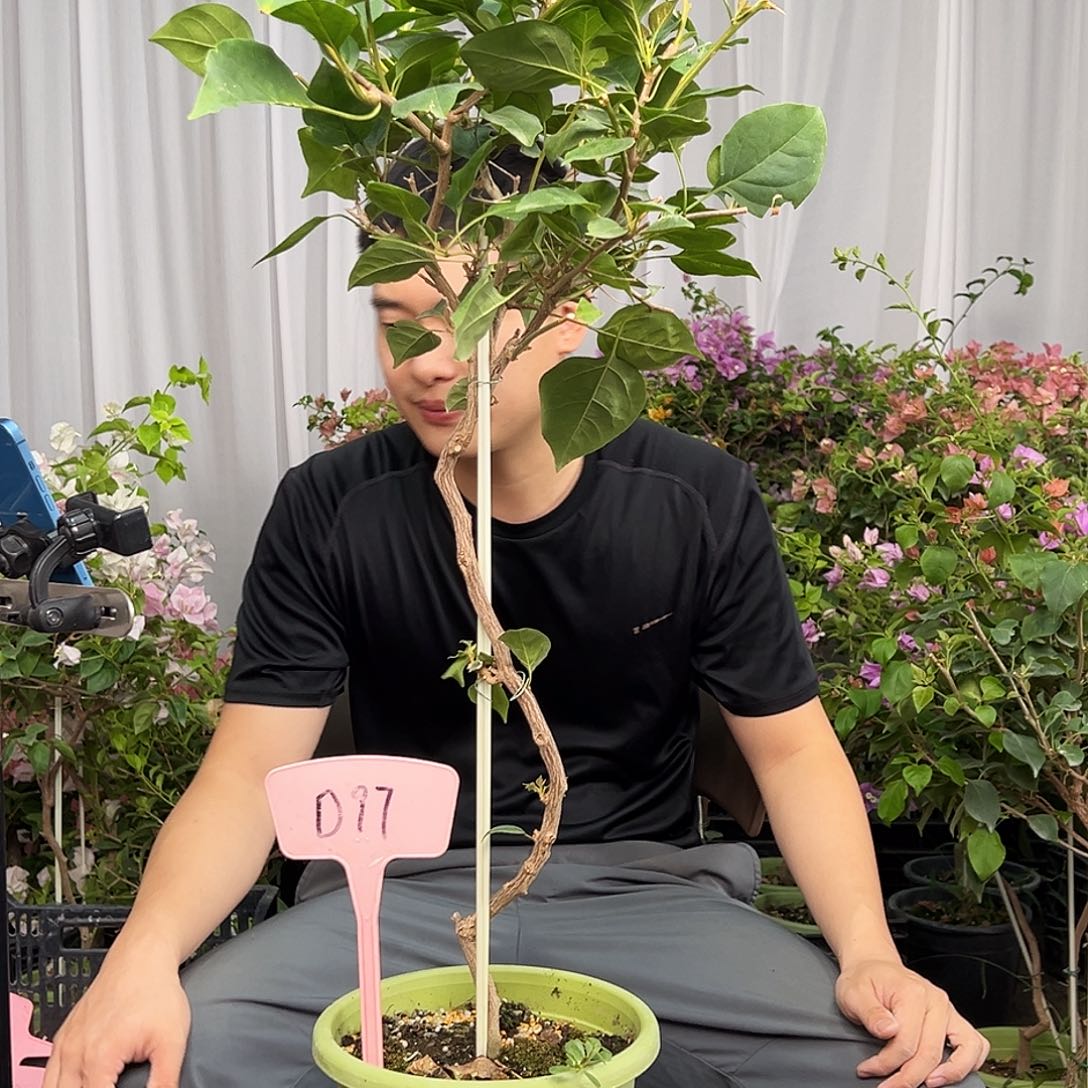 ✺***✺当前无花栽培后可以开花D97暗夕