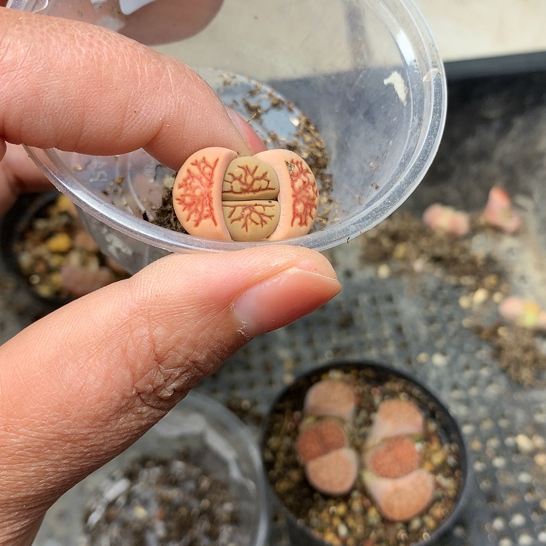 用****9W608多肉植物保护研究所