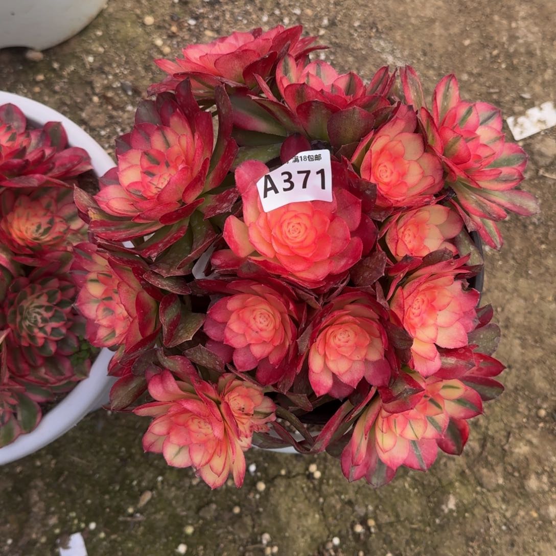 371荔枝多肉植物