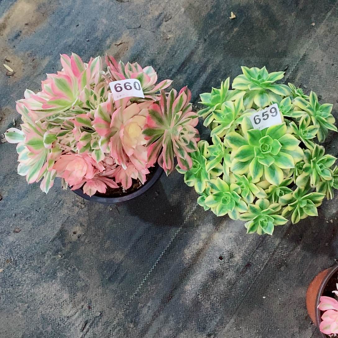 组合659660多肉1111