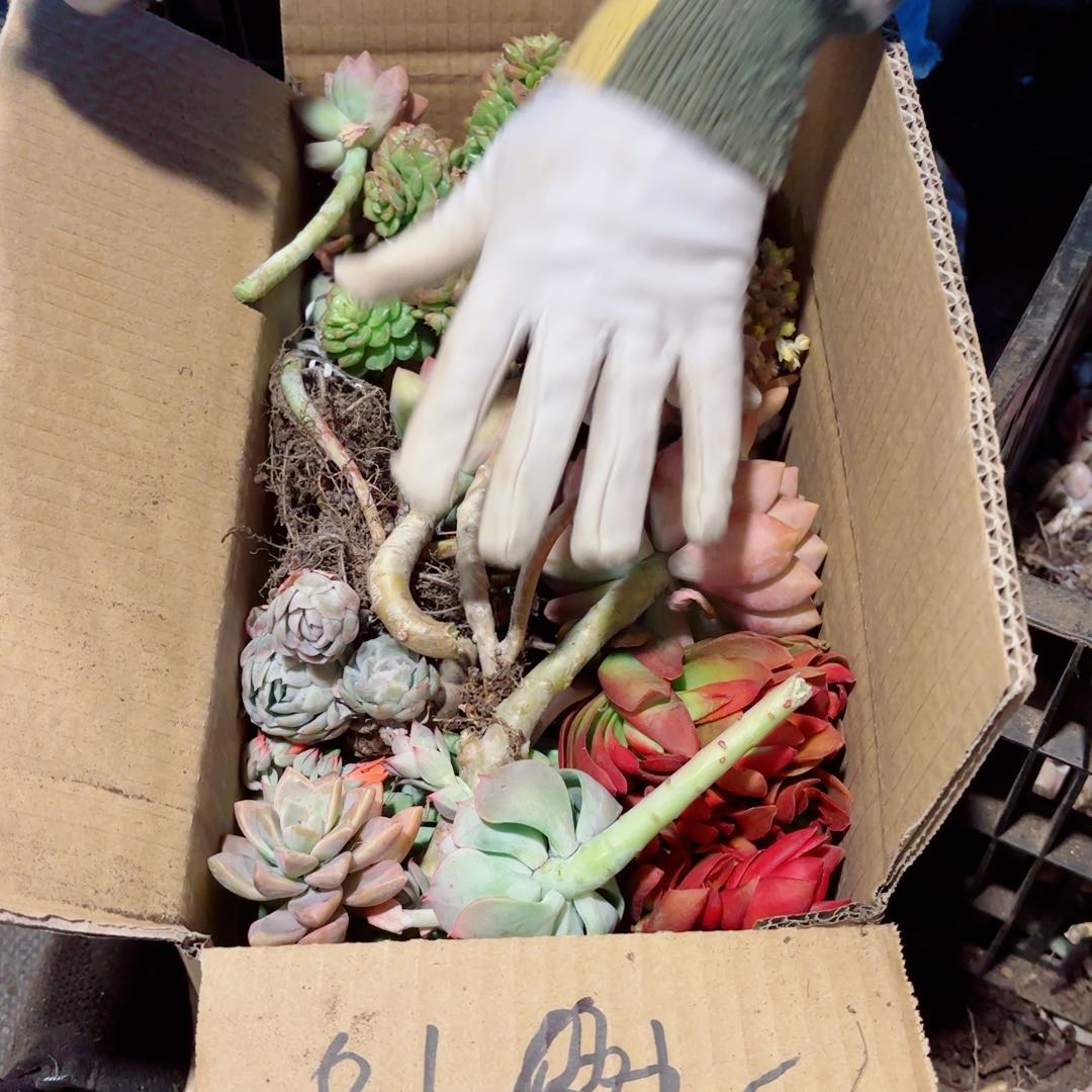 整****柜杂花不售后81。