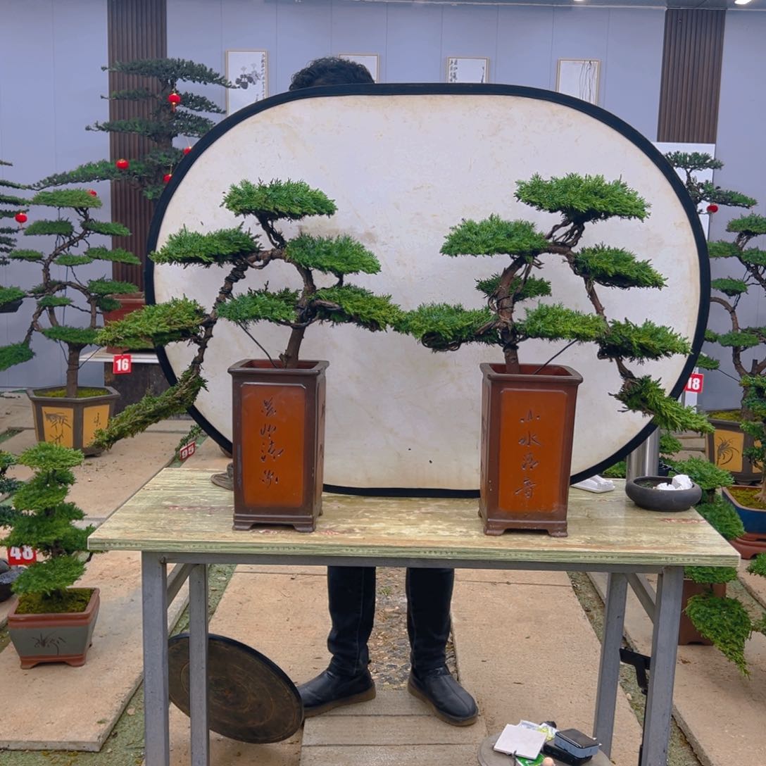 盆景龙爪松造型盆景