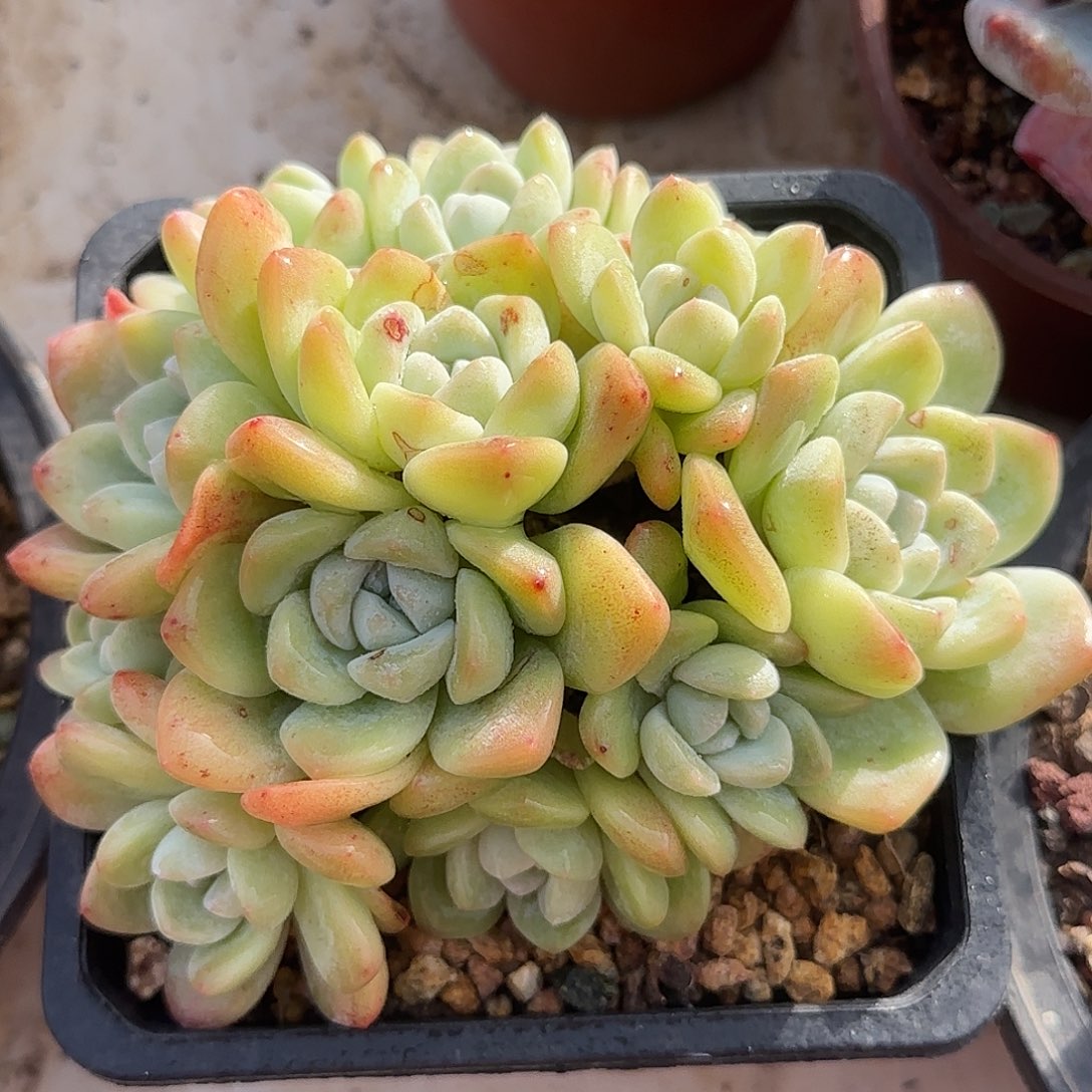 12头冰玉群带盆包邮