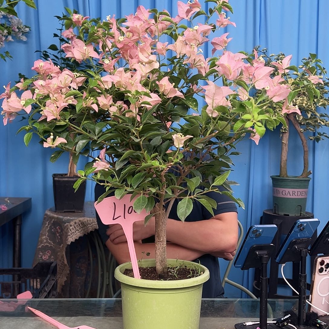 清***月大部分开放少量花苞L100卡亚塔