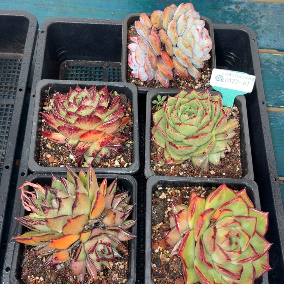 多肉一物一拍0127-61