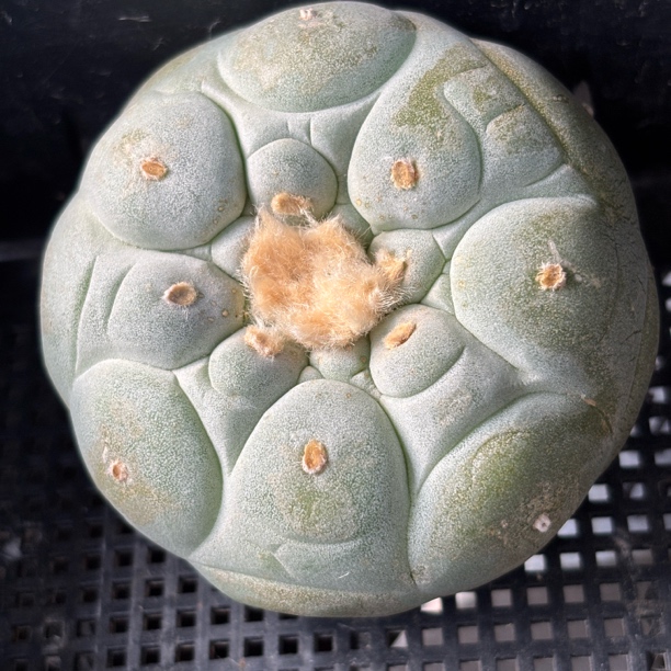仙人球 有根 一物一拍 929