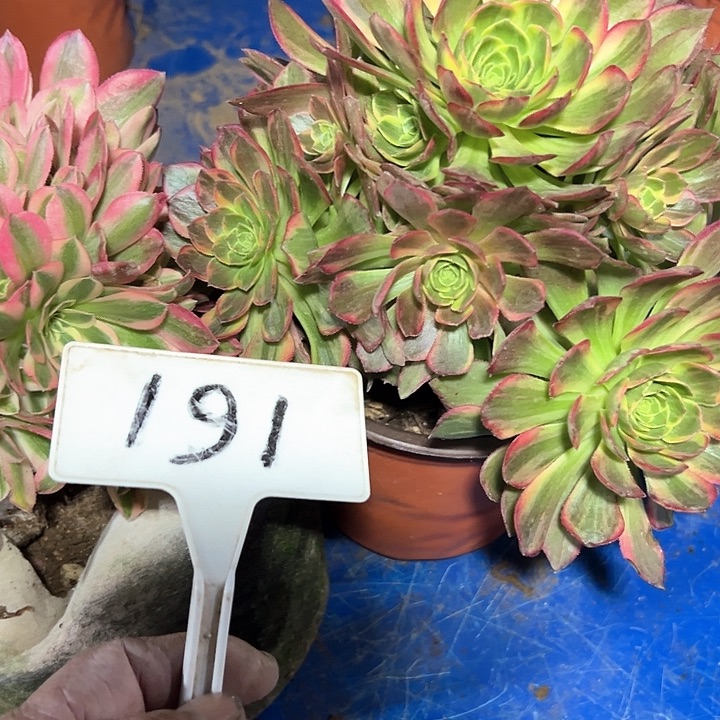 多肉植物组合2个