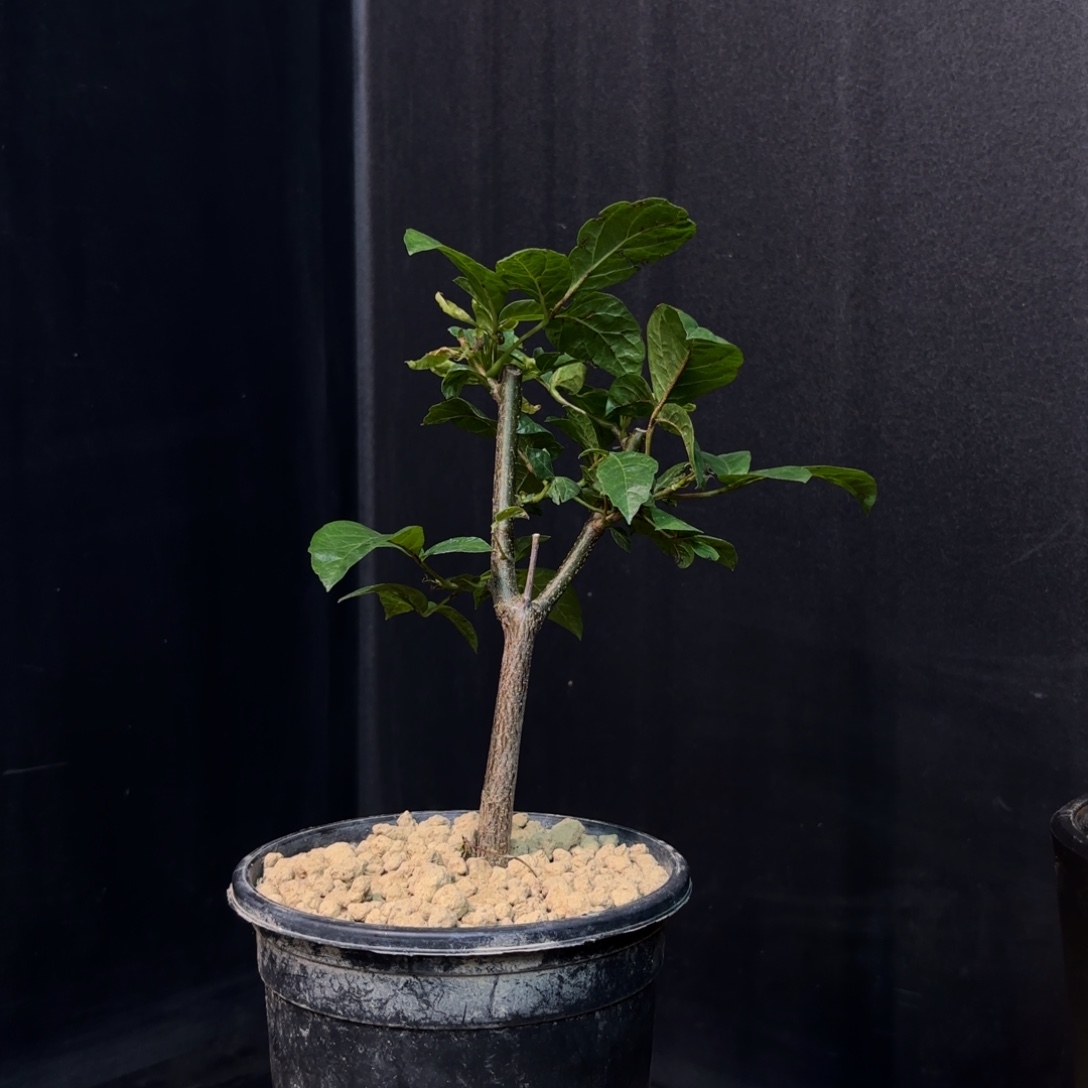 扭矩橄榄带盆发货