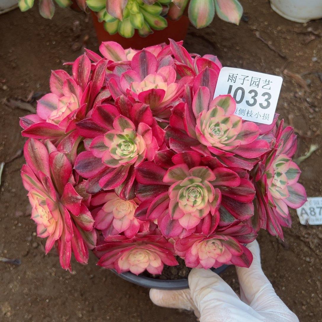 033倾城尺寸20左右