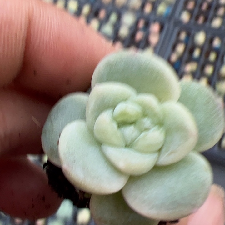 零***壹一物一拍尺寸不大介意勿拍