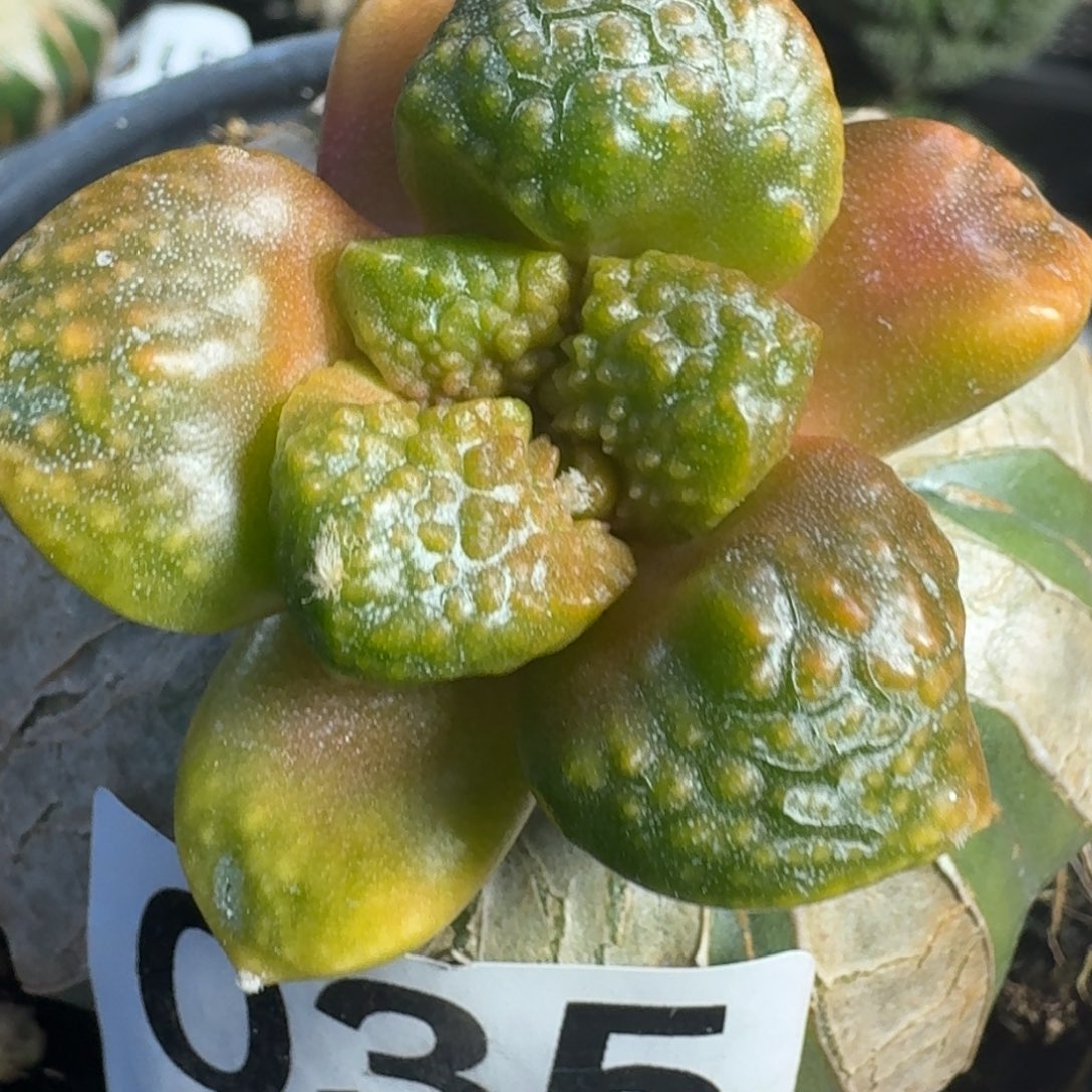 【闪购商品】大尤光面连山锦035