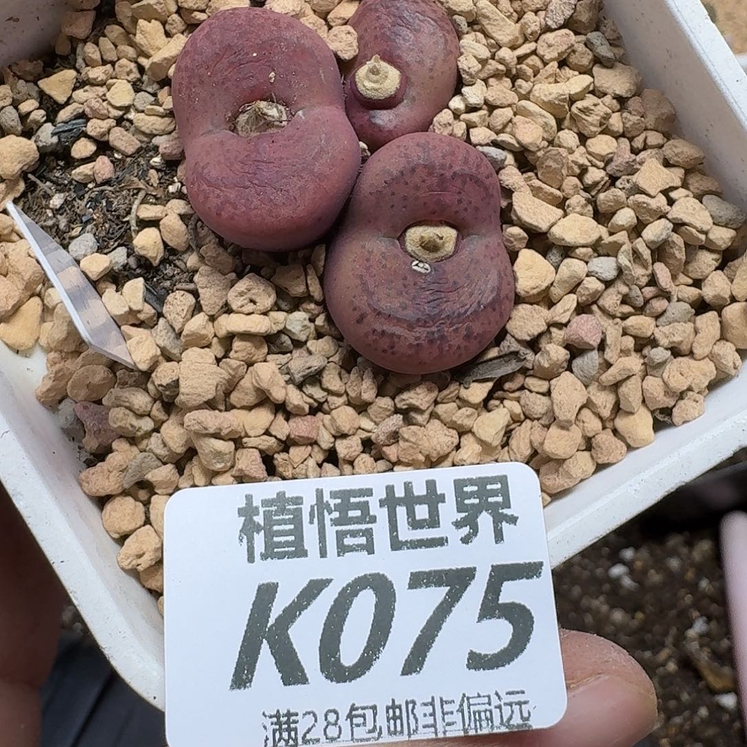 多肉植物的泰山fgh