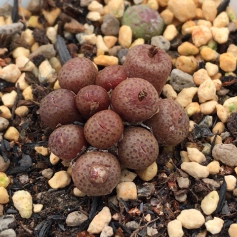 多肉肉锥 11头 猪皮麻子