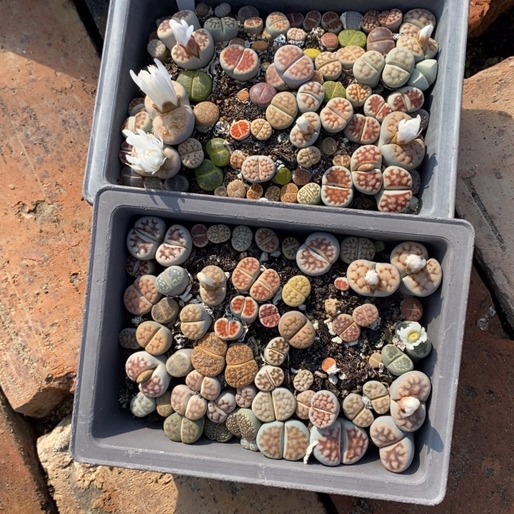 橘***子生石花等植物的生长211