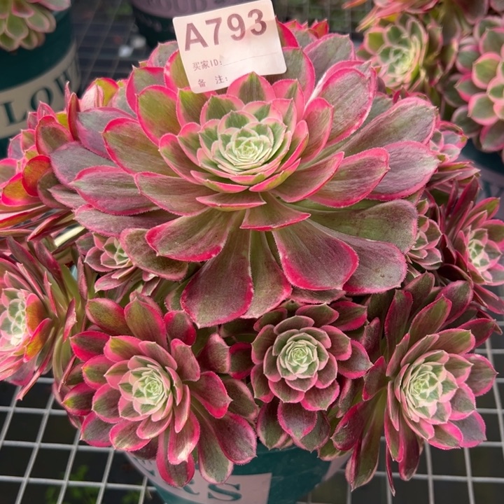793孔雀翎20厘米左右