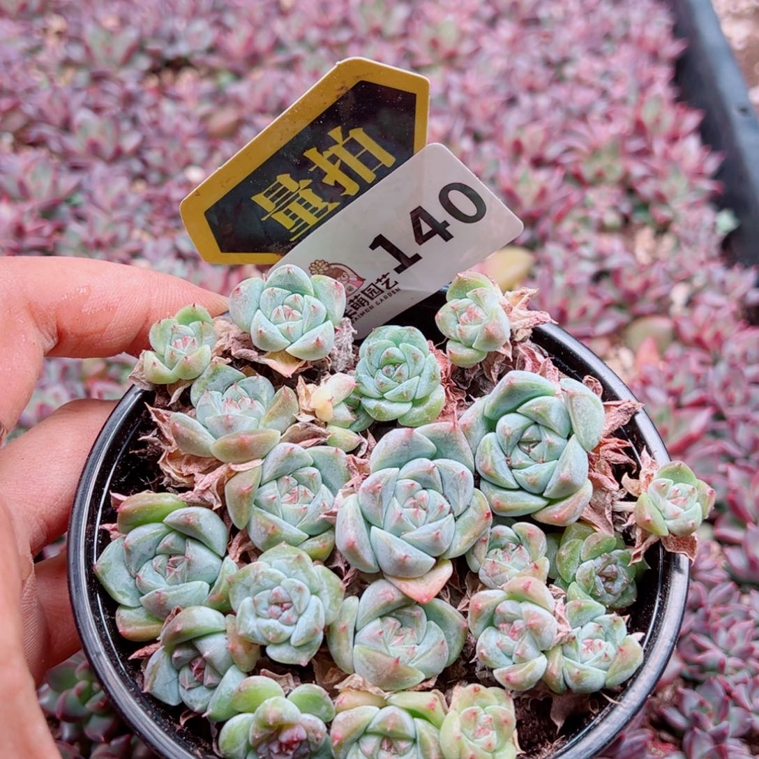 多肉植物多肉植物