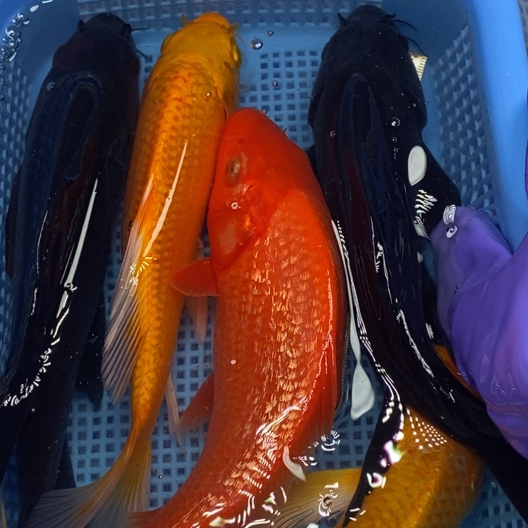 锦鲤冷水锦鲤包邮