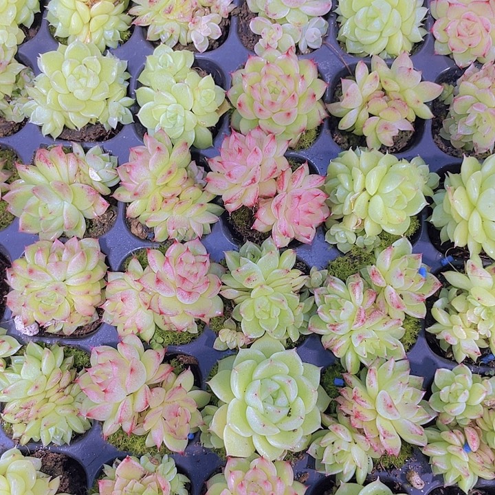 樱花麦杆【满10颗包邮】