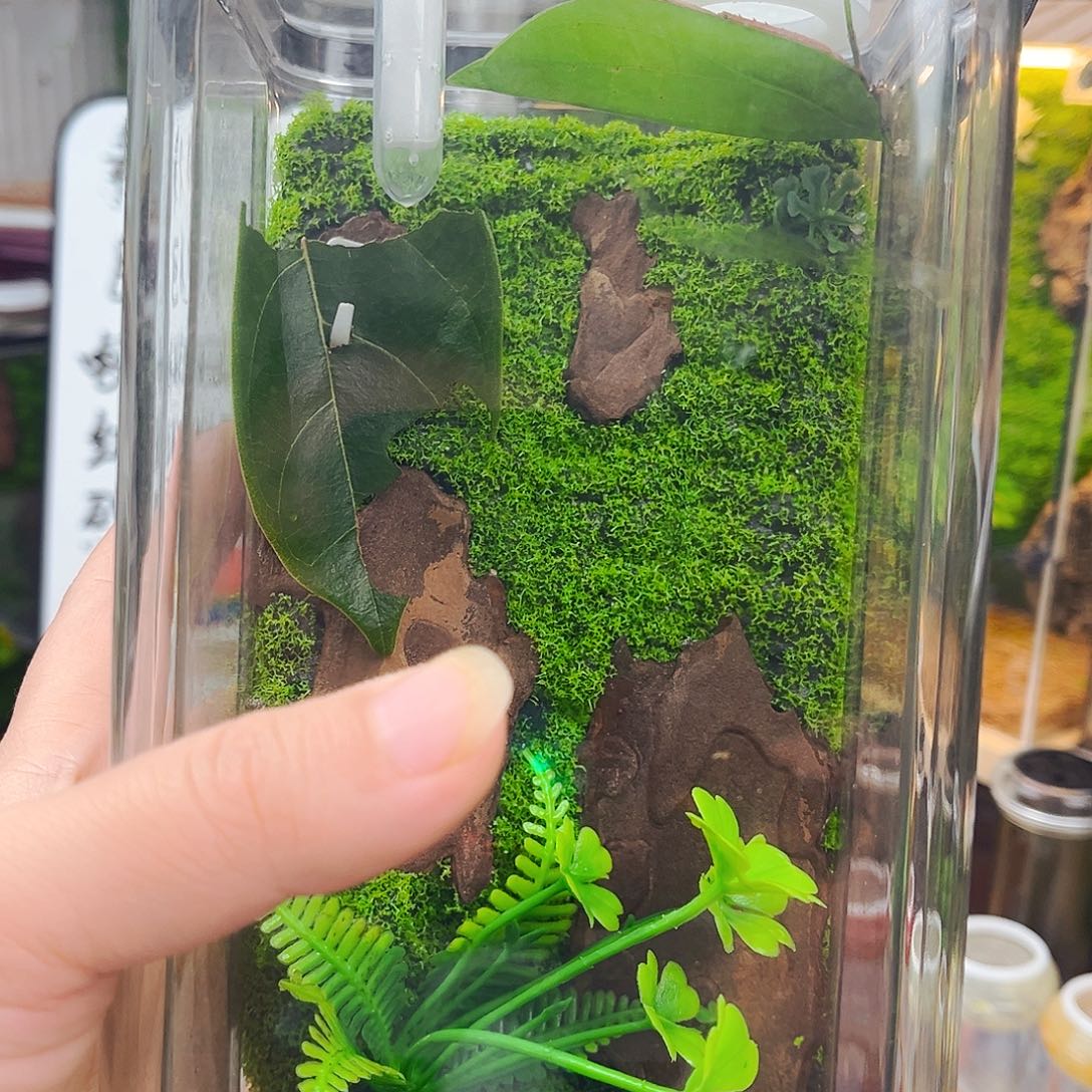 10x20生态箱带全品海南素贝柬竹