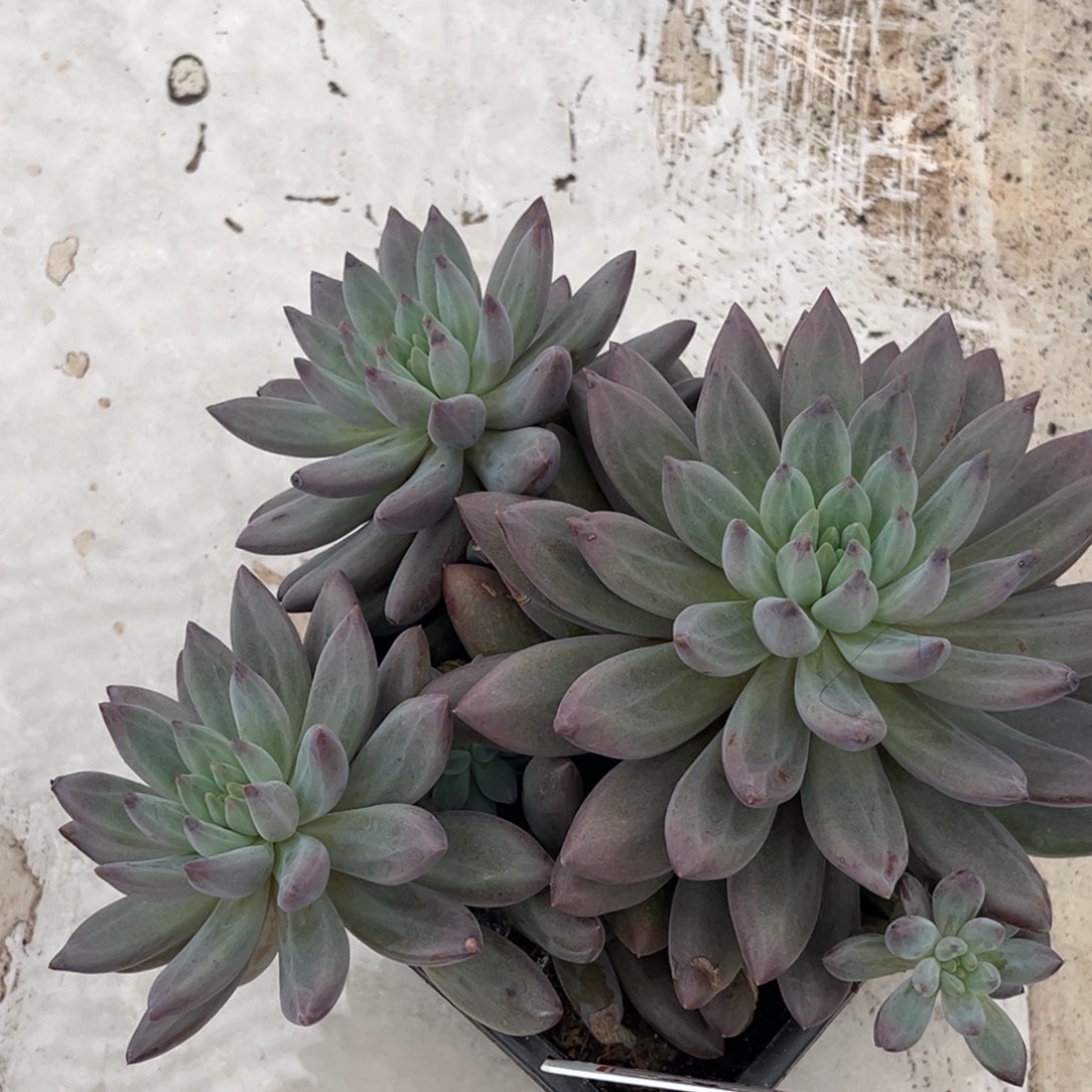 水晶球多肉植物80