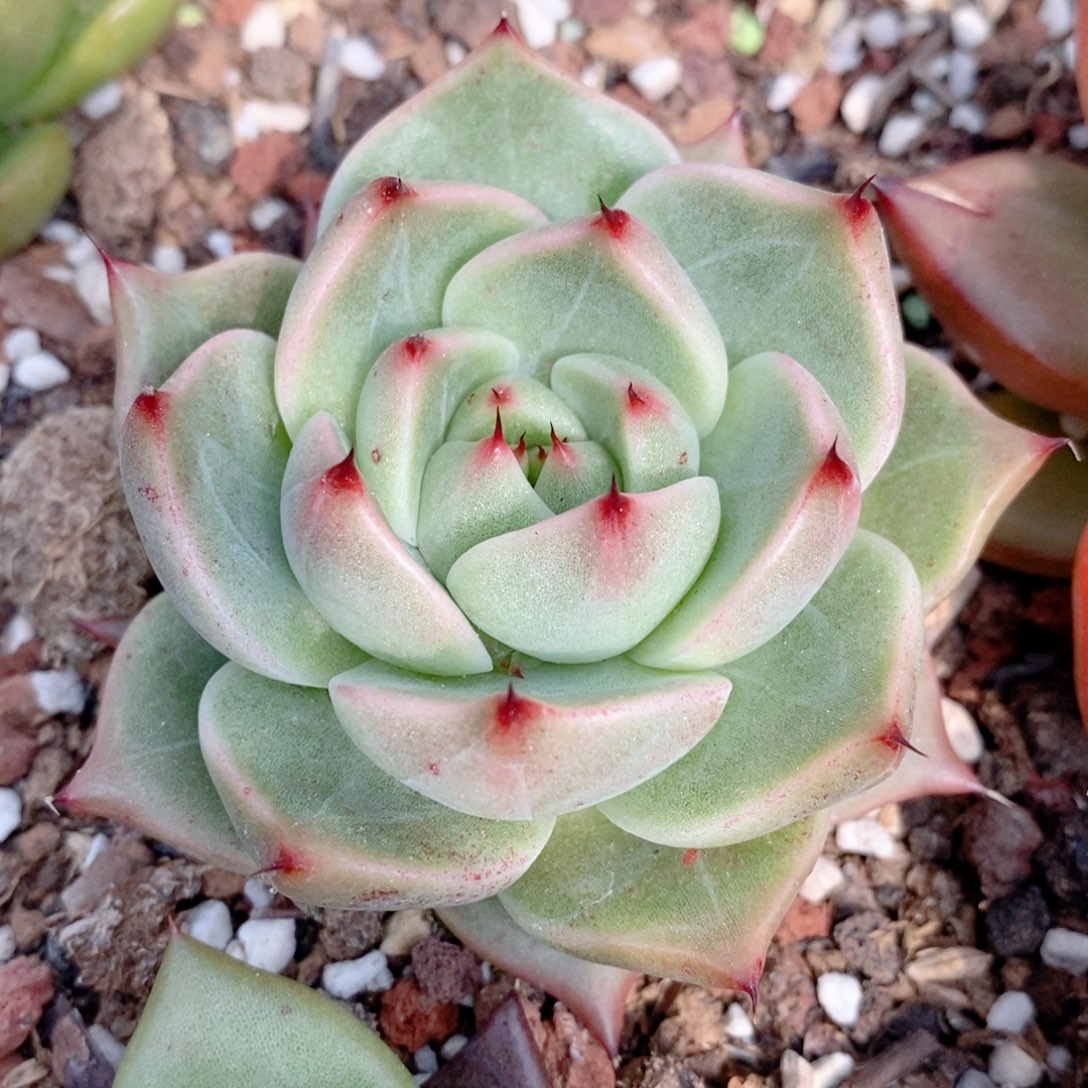 242 号东云系多肉植物