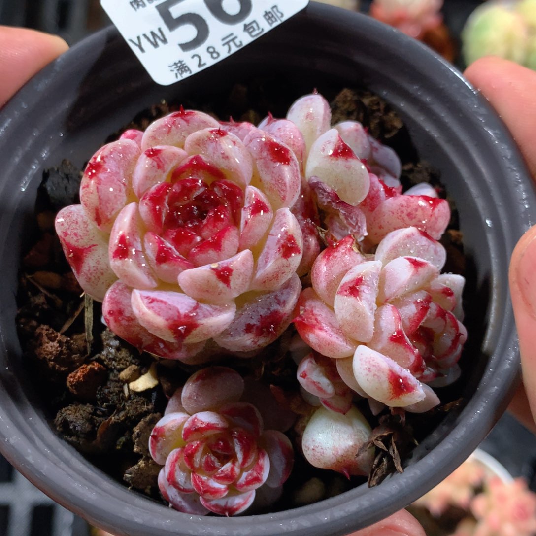 5CM拇指盆精控多肉YW564