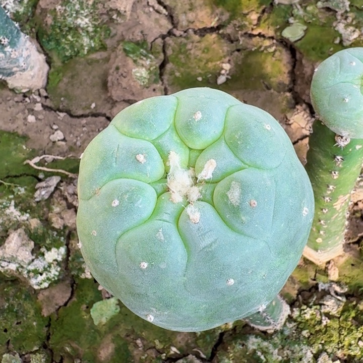 346大葫芦尤仙仙人球