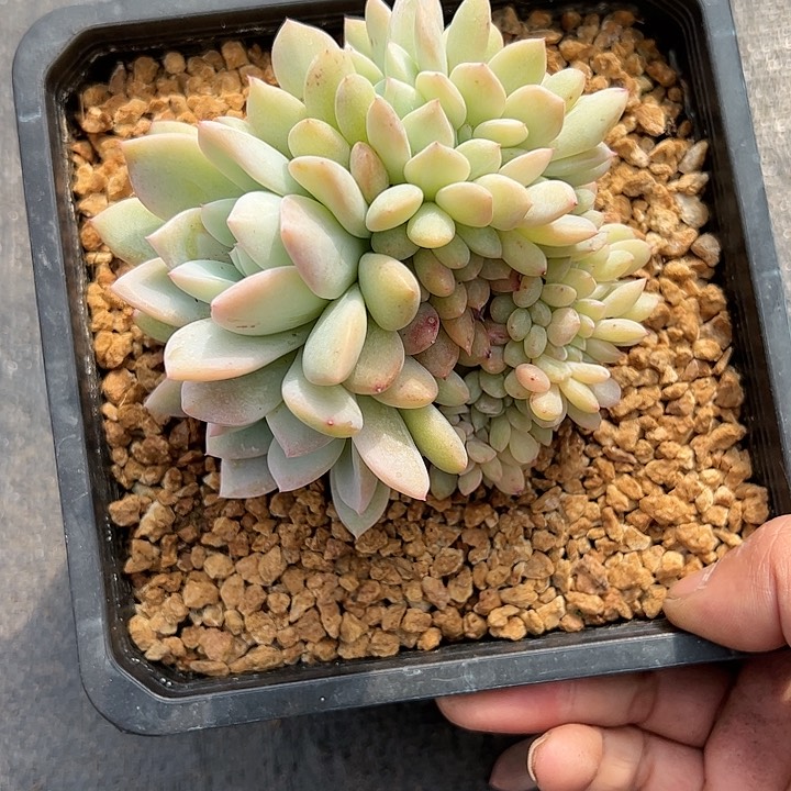 【闪购商品】橙子缀