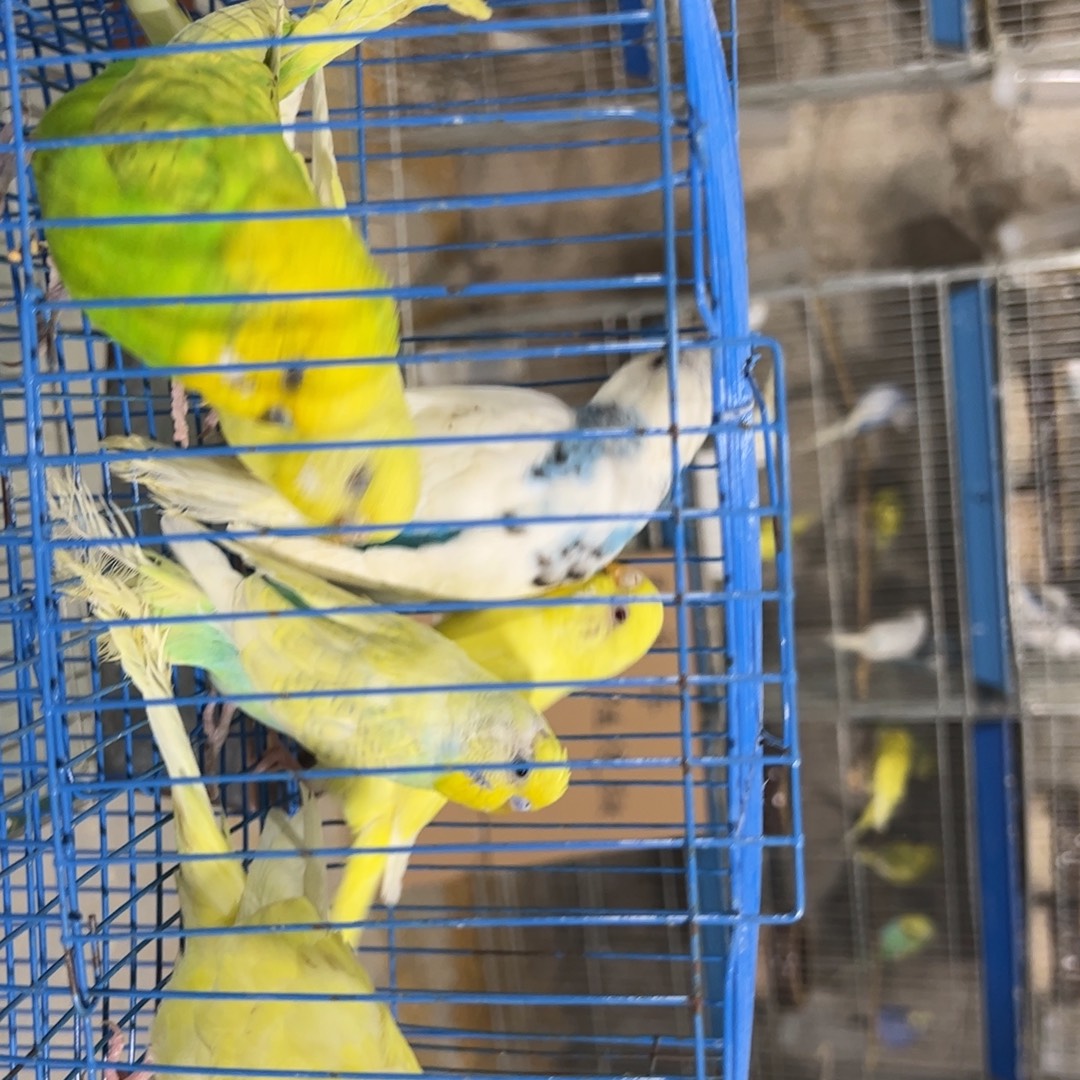 虎皮鹦鹉特色大头金彩5只