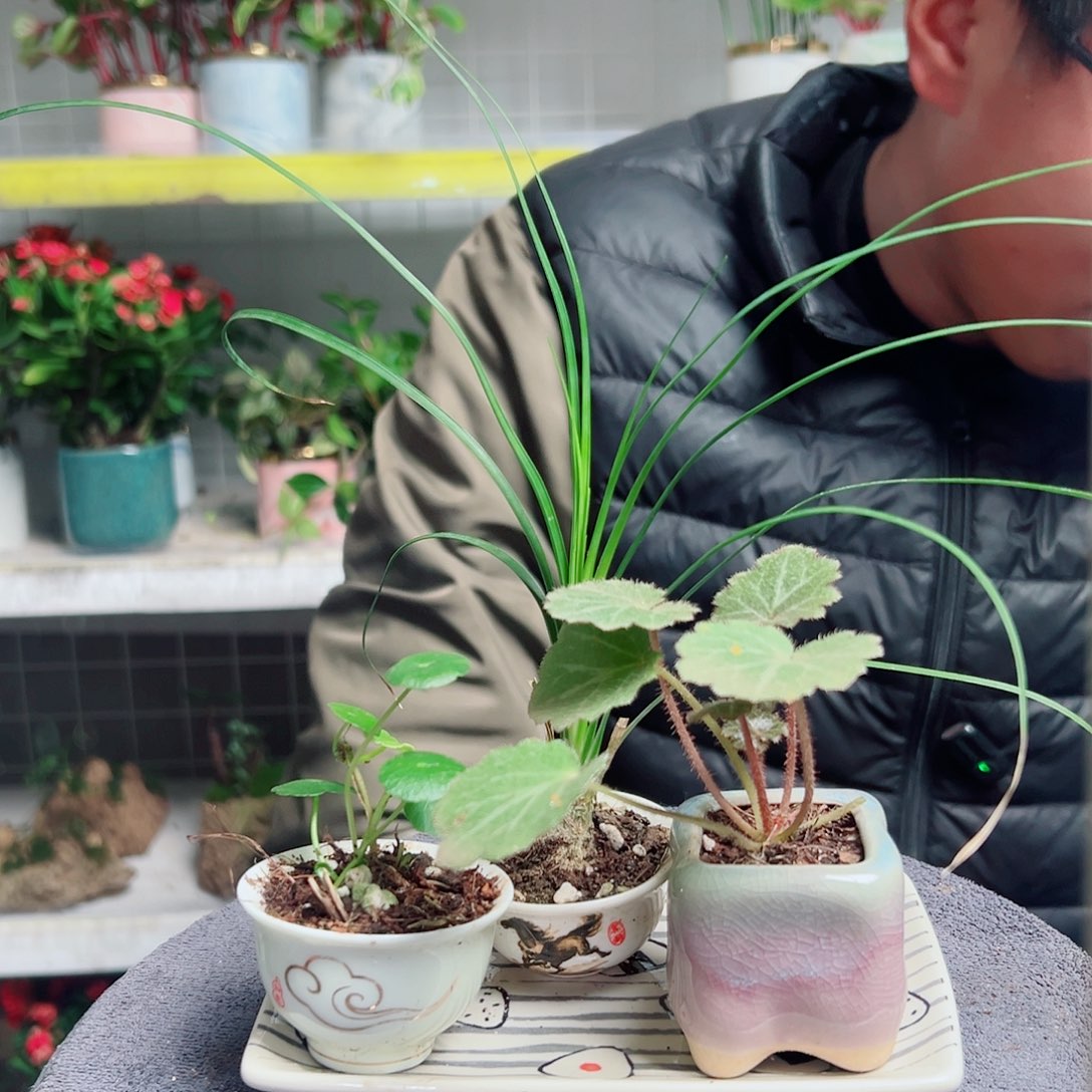 嘟***爸无花朵29      ➕绿翡翠