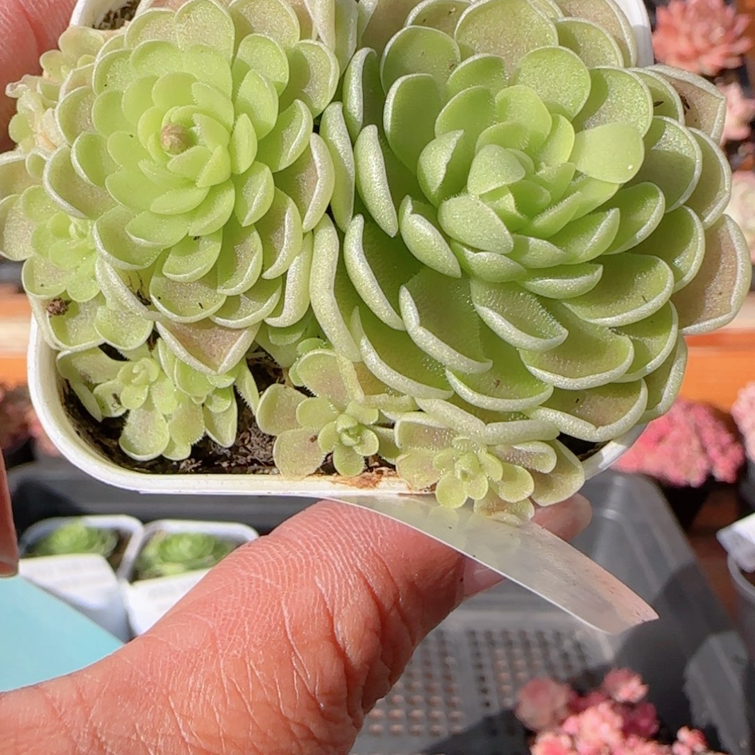 宝****花语多肉1211-294爱丽丝