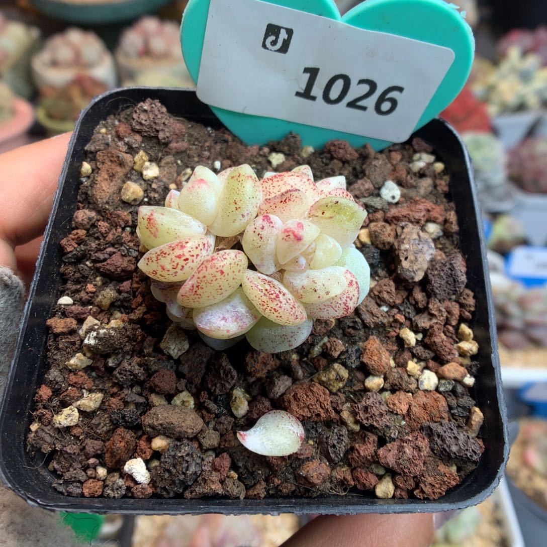 1026冰玉石化新年好