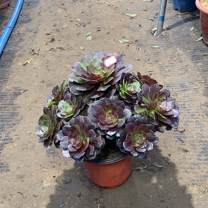 16，花月夜1355788990000