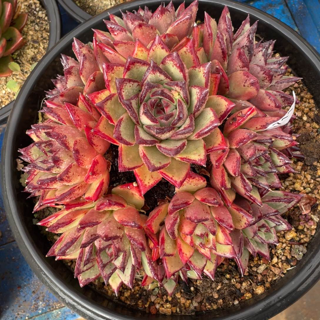 无花朵若如东云组拍D711