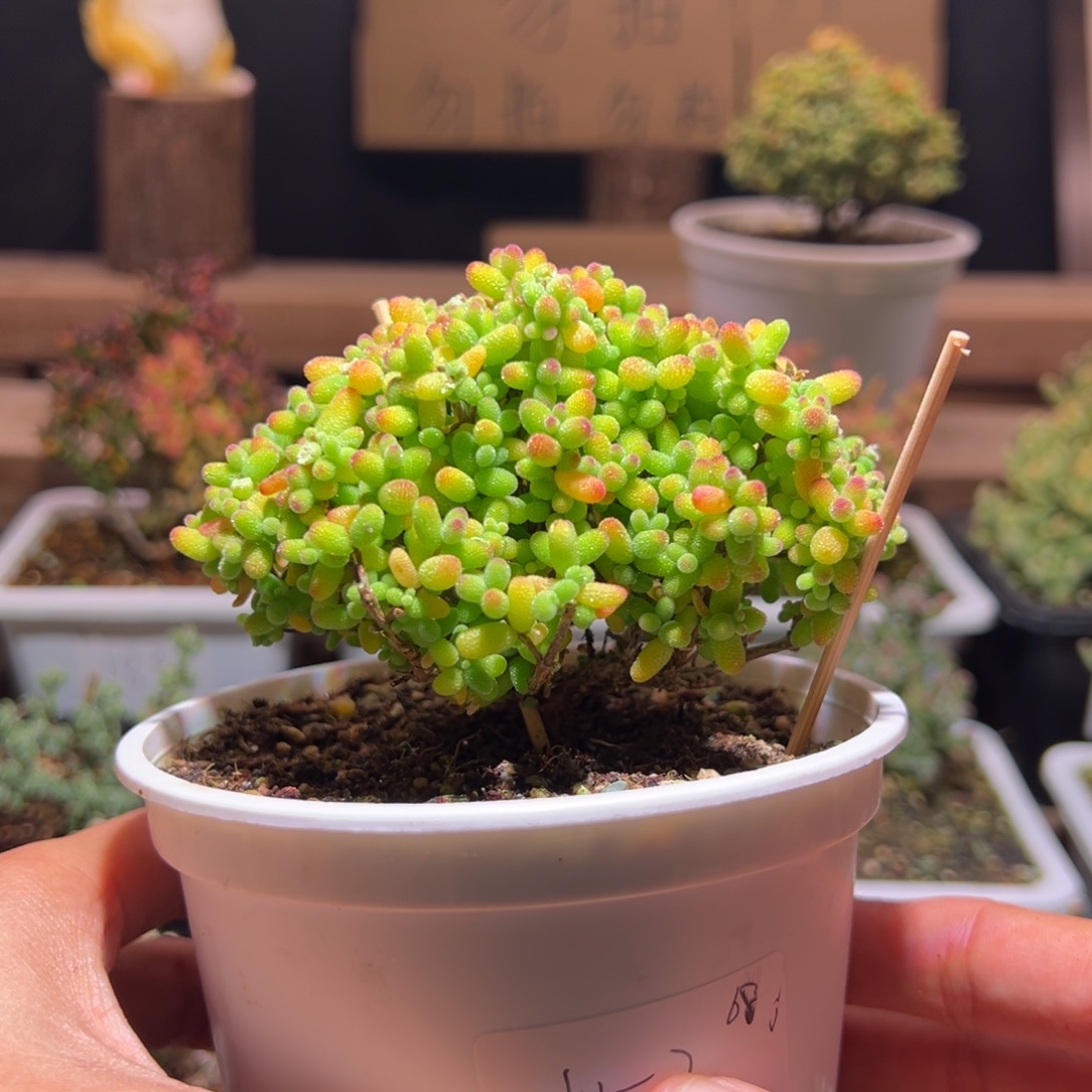 无***x152金桔一物一拍包开箱