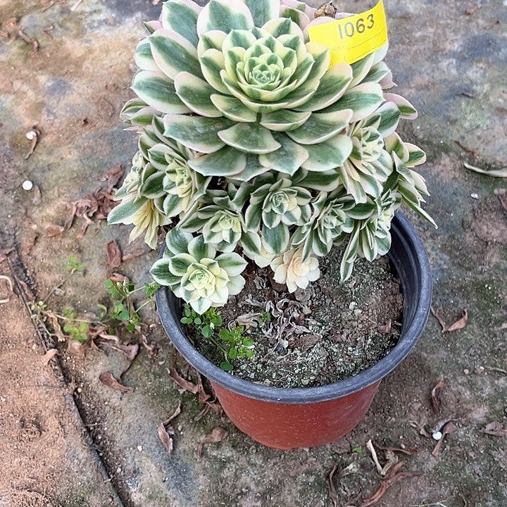 小迈巴赫多肉植物063