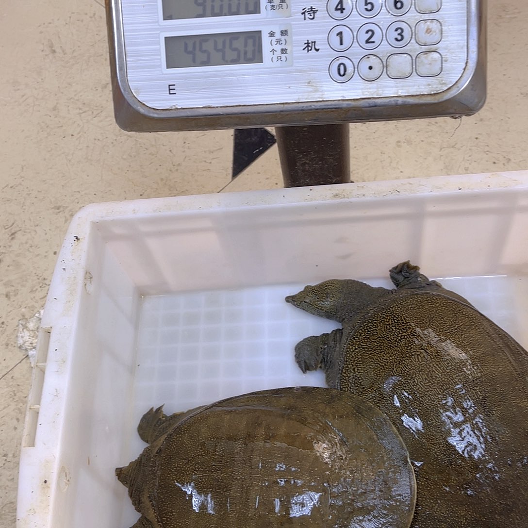 中国大陆野生甲鱼包邮包活