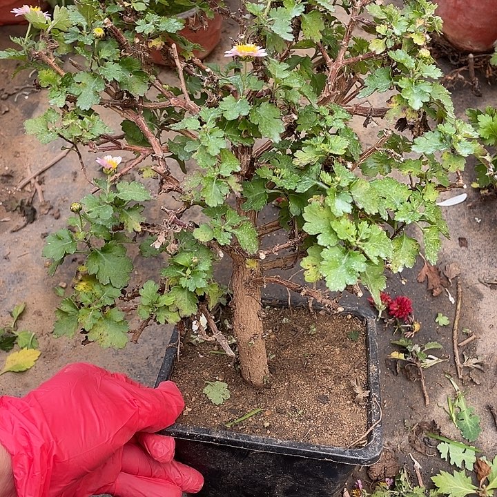 白***桃50菊花菊花菊花火鸡