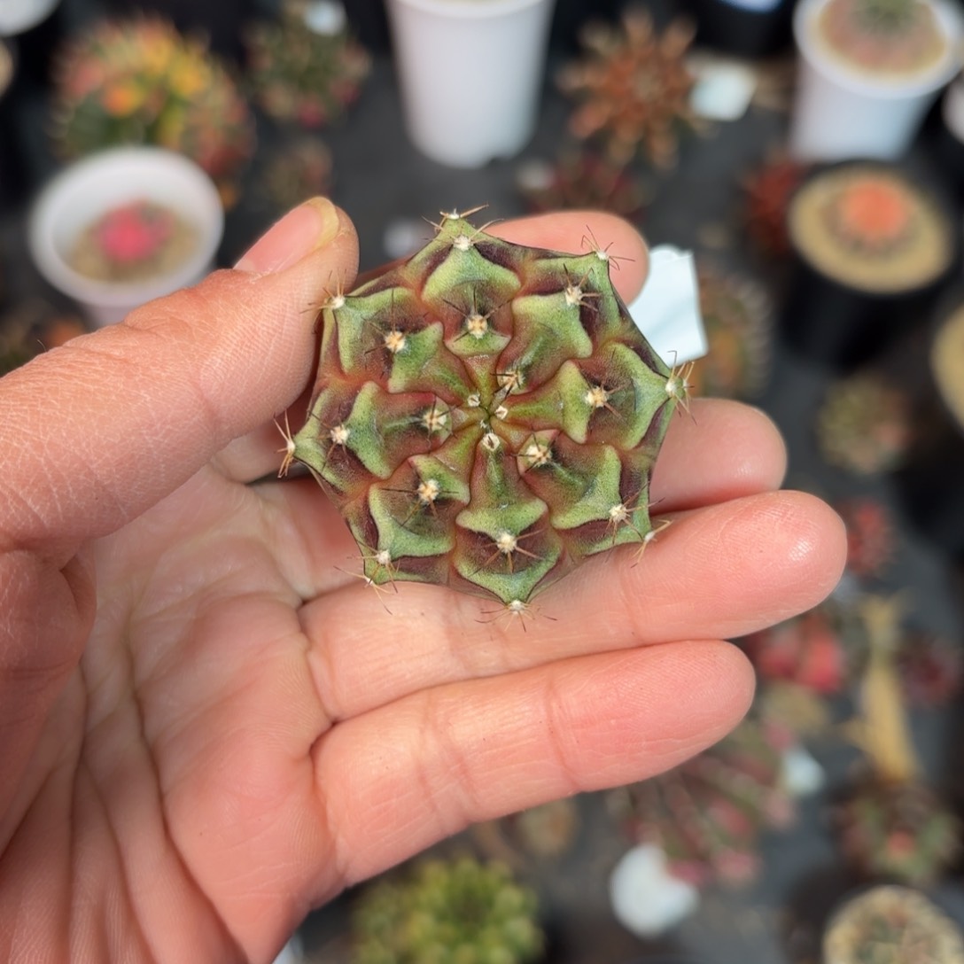 泰系实生米哈仙人球7号