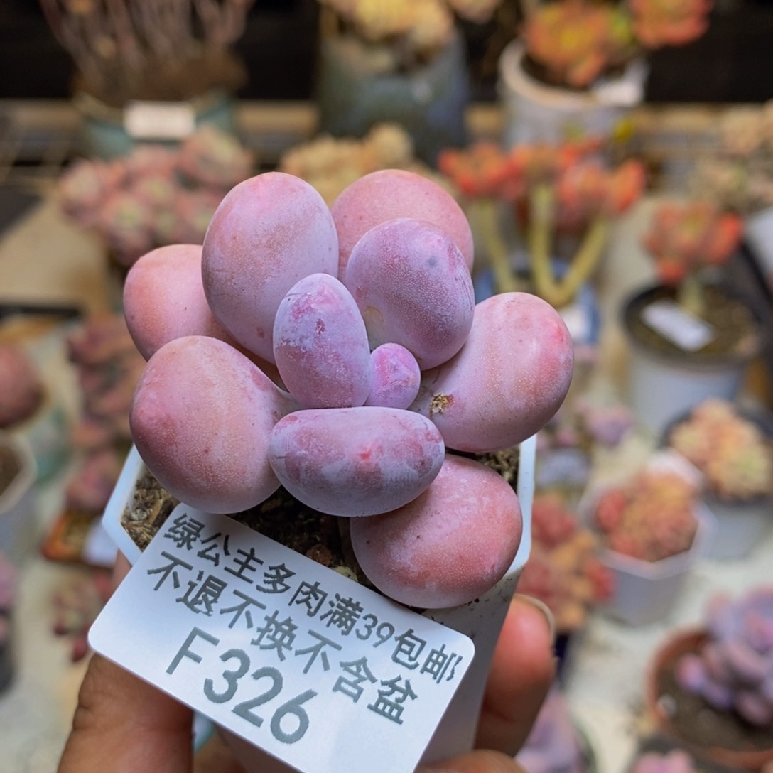 326蛋黄奶多肉4c m