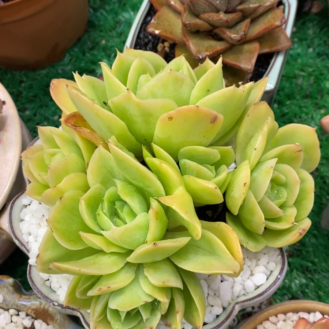 星娜塔多肉植物盆栽