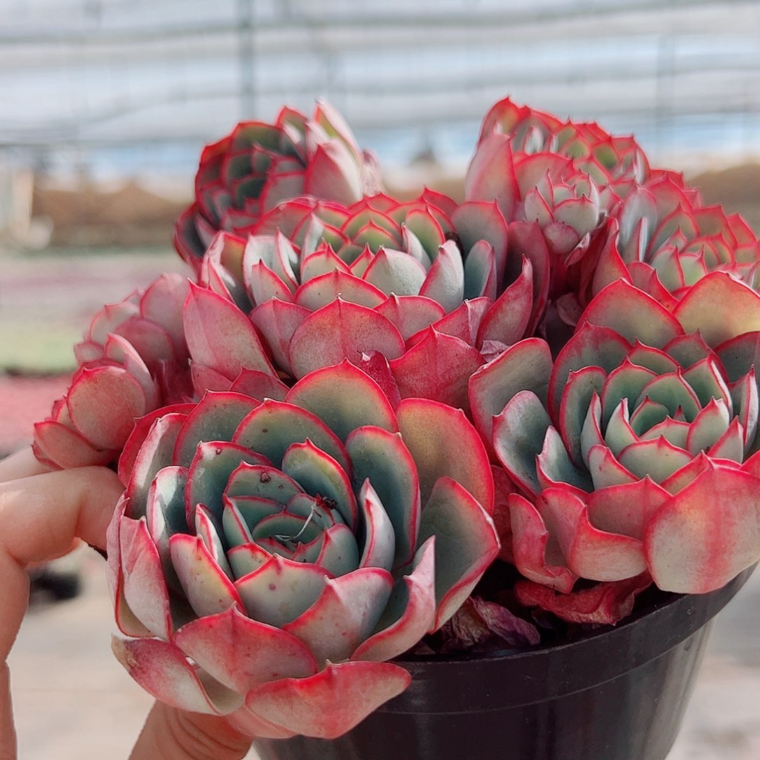 牡丹亭多头群生精品特价