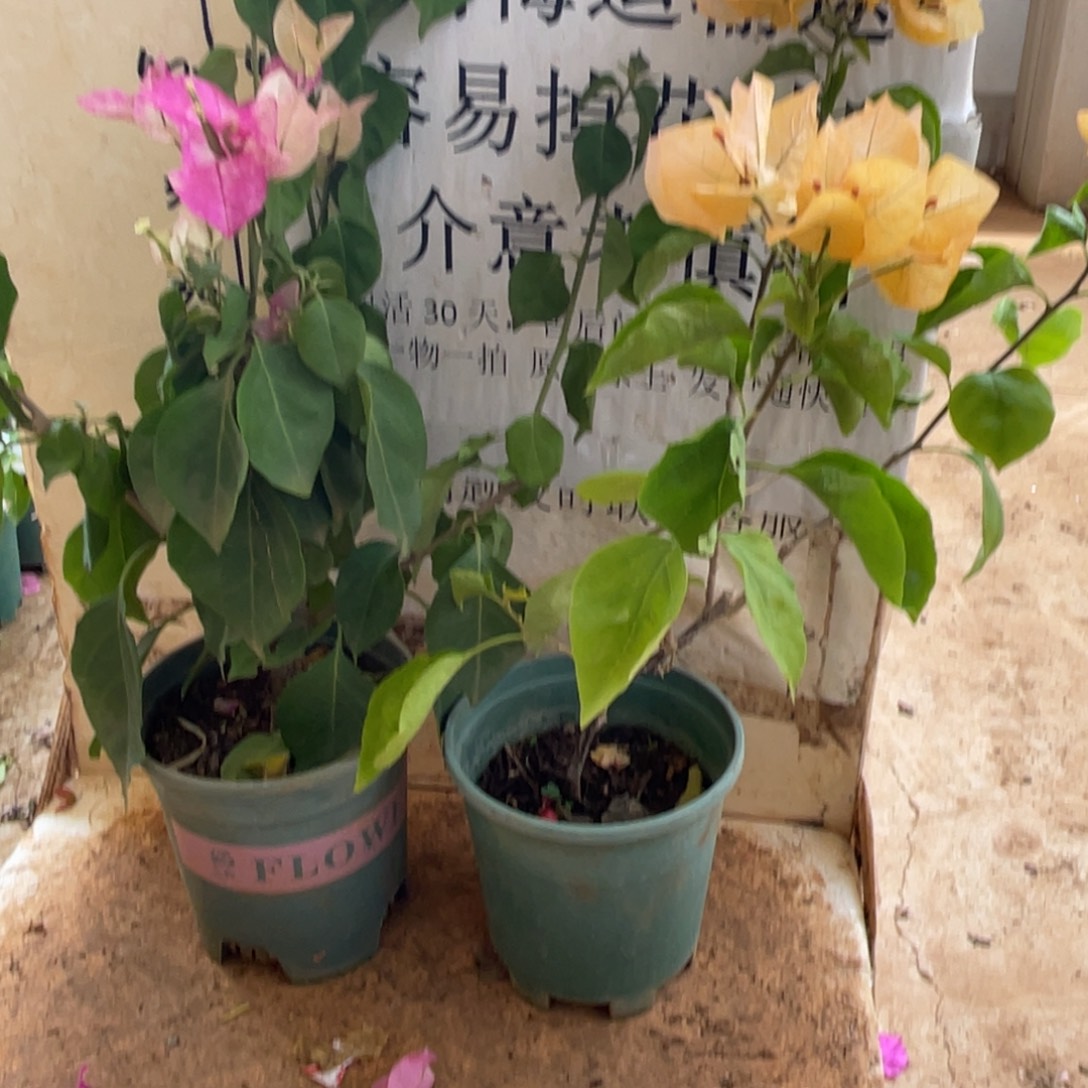 当前无花栽培后可以开花3h3
