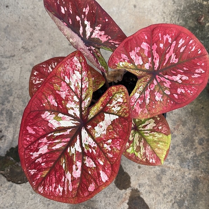 我***036-1204大红袍广东现货